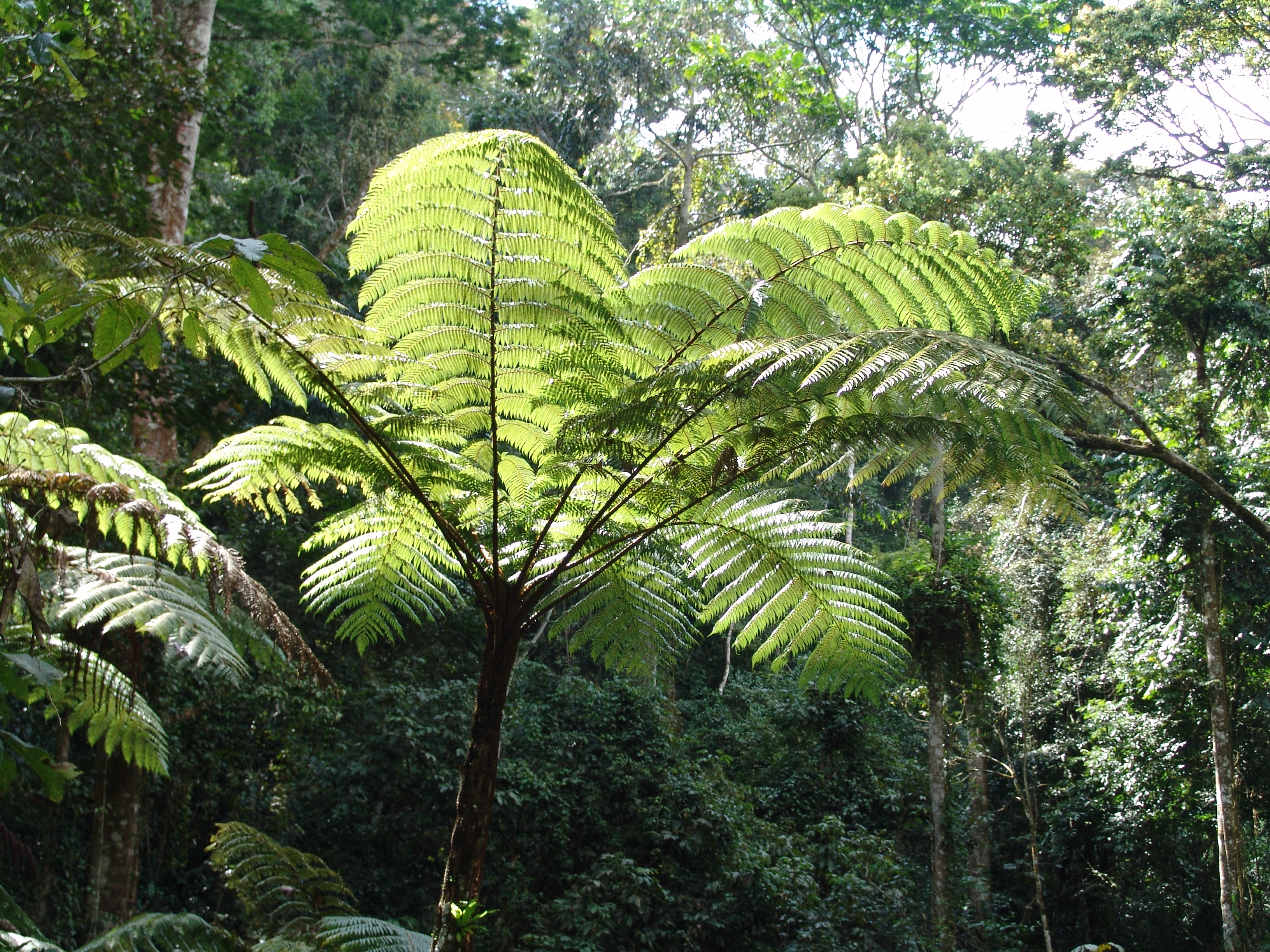 tree ferns Acacia Natural Resource Consultants